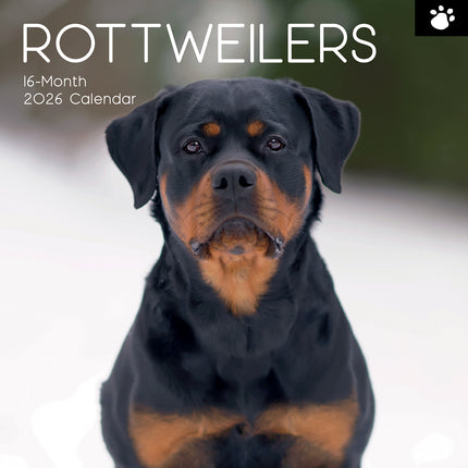 Rottweilers 2026 Square Wall Calendar Dogs Puppies Pets Animals 16 Month Planner