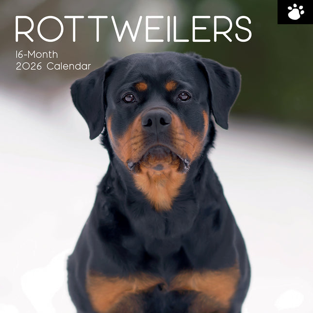 Rottweilers 2026 Square Wall Calendar Dogs Puppies Pets Animals 16 Month Planner