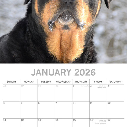 Rottweilers 2026 Square Wall Calendar Dogs Puppies Pets Animals 16 Month Planner