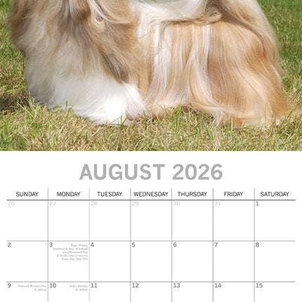 Shih Tzu - 2026 Square Wall Calendar Dogs Puppies Pets Animals 16 Months Planner