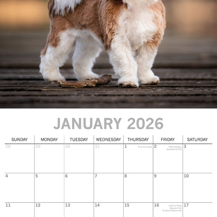 Shih Tzu - 2026 Square Wall Calendar Dogs Puppies Pets Animals 16 Months Planner