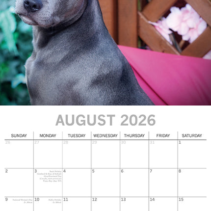 Staffordshire Bull Terriers 2026 Square Wall Calendar Dogs Puppies Pets Planner