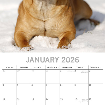 Staffordshire Bull Terriers 2026 Square Wall Calendar Dogs Puppies Pets Planner
