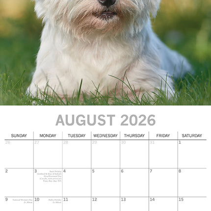 West Highland White Terriers 2026 Square Wall Calendar Dogs Puppies Pets Planner