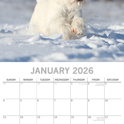 West Highland White Terriers 2026 Square Wall Calendar Dogs Puppies Pets Planner