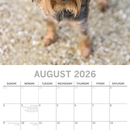Yorkshire Terriers - 2026 Square Wall Calendar Dogs Puppies Pets Animals Planner
