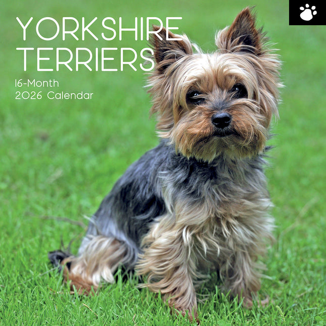 Yorkshire Terriers - 2026 Square Wall Calendar Dogs Puppies Pets Animals Planner