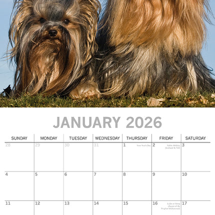 Yorkshire Terriers - 2026 Square Wall Calendar Dogs Puppies Pets Animals Planner