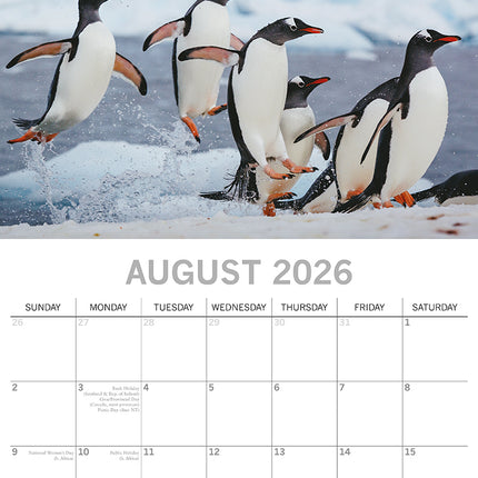 Penguins - 2026 Square Wall Calendar Pets Animals 16 Months Premium Planner Gift