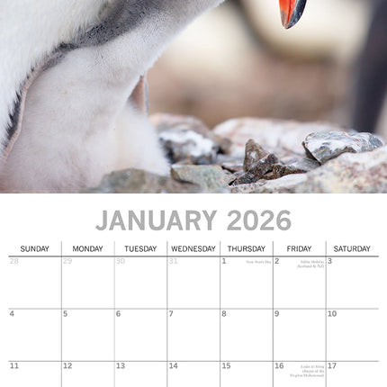 Penguins - 2026 Square Wall Calendar Pets Animals 16 Months Premium Planner Gift