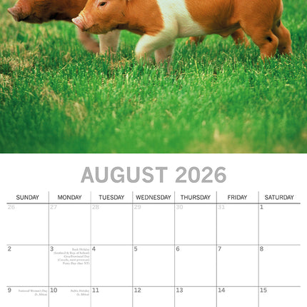 Piggies - 2026 Square Wall Calendar Pets Animals 16 Months Premium Planner Gift