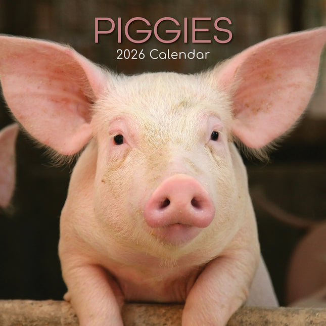 Piggies - 2026 Square Wall Calendar Pets Animals 16 Months Premium Planner Gift