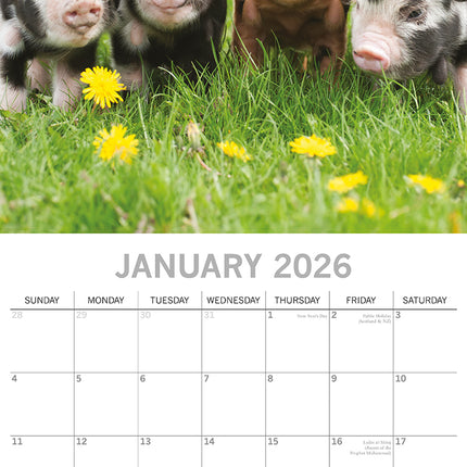 Piggies - 2026 Square Wall Calendar Pets Animals 16 Months Premium Planner Gift