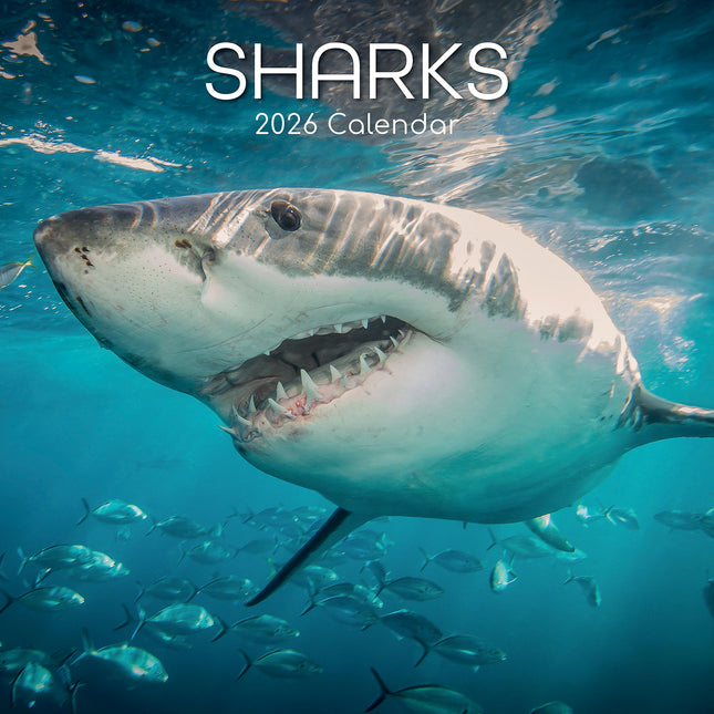 Sharks - 2026 Square Wall Calendar Pets Animals 16 Months Premium Planner Gift