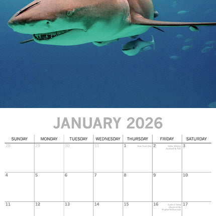 Sharks - 2026 Square Wall Calendar Pets Animals 16 Months Premium Planner Gift