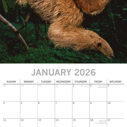 Sloths - 2026 Square Wall Calendar Pets Animals 16 Months Premium Planner Gift