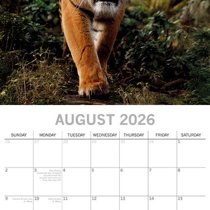 Tigers - 2026 Square Wall Calendar Pets Animals 16 Months Premium Planner Gift