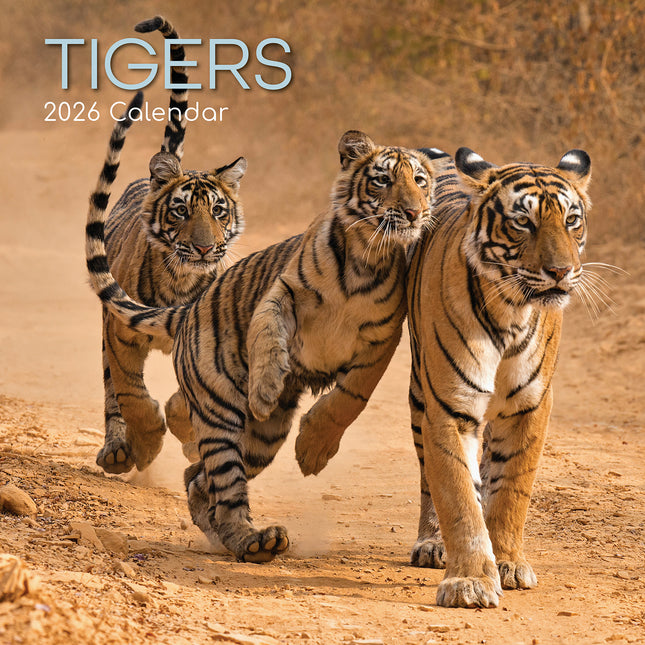Tigers - 2026 Square Wall Calendar Pets Animals 16 Months Premium Planner Gift