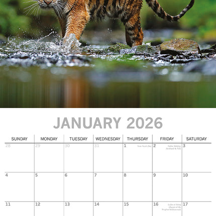 Tigers - 2026 Square Wall Calendar Pets Animals 16 Months Premium Planner Gift