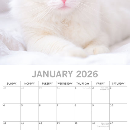 Top Cats - 2026 Square Wall Calendar Pets Animals 16 Months Premium Planner Gift