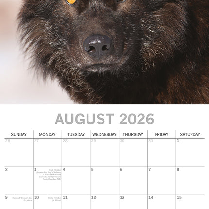 Wolves - 2026 Square Wall Calendar Pets Animals 16 Months Premium Planner Gift