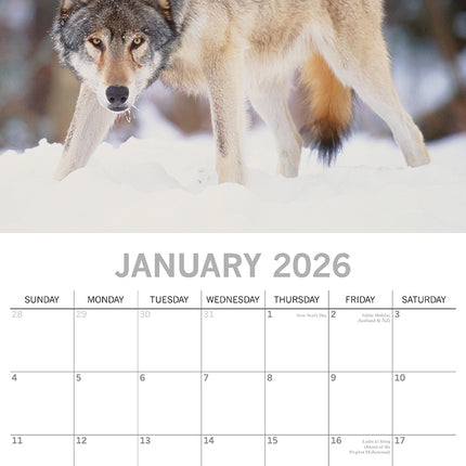 Wolves - 2026 Square Wall Calendar Pets Animals 16 Months Premium Planner Gift