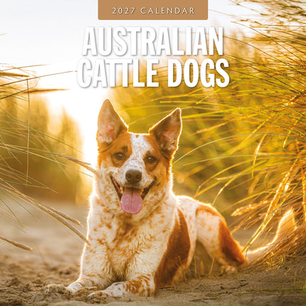 Australian Cattle Dogs 2027 square wall calendar - front cover