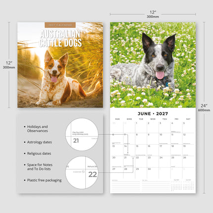 Australian Cattle Dogs 2027 square wall calendar - product specifications