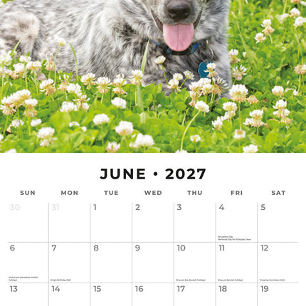 Australian Cattle Dogs 2027 square wall calendar - monthly calendar spread