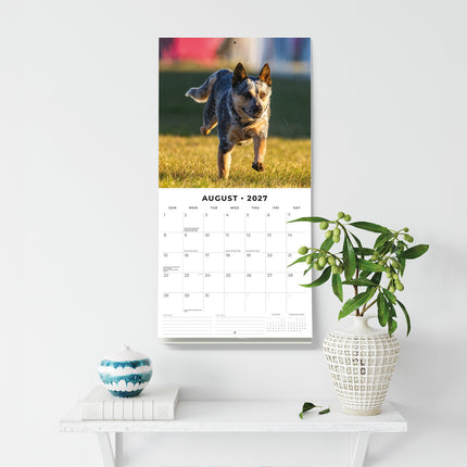Australian Cattle Dogs 2027 square wall calendar - wall display