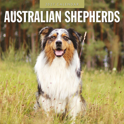 Australian Shepherds 2027 square wall calendar - front cover