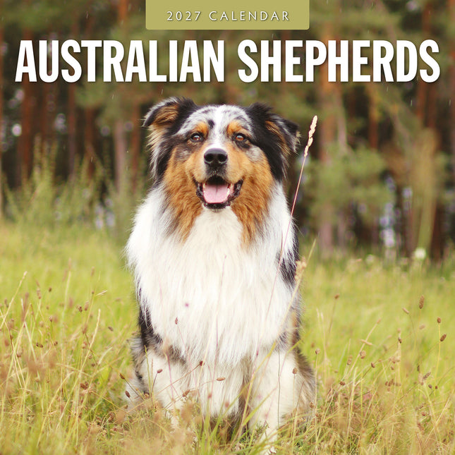 Australian Shepherds 2027 square wall calendar - front cover