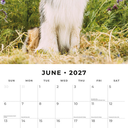 Australian Shepherds 2027 square wall calendar - monthly calendar spread
