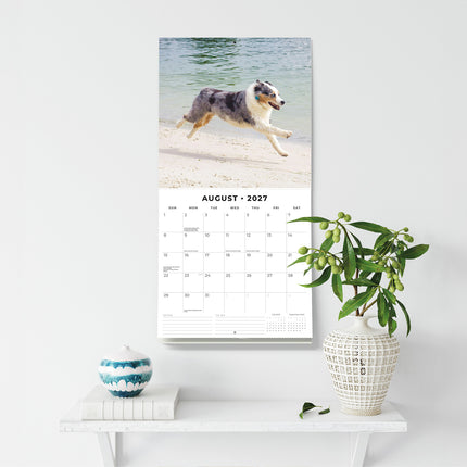 Australian Shepherds 2027 square wall calendar - wall display