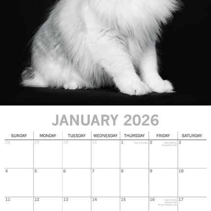 Cat Portraits - 2026 Square Wall Calendar 16 Months Black & White Planner Gift