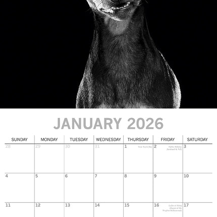 Dog Portraits - 2026 Square Wall Calendar 16 Months Black & White Planner Gift