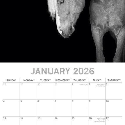 Horse Portraits - 2026 Square Wall Calendar 16 Months Black & White Planner Gift