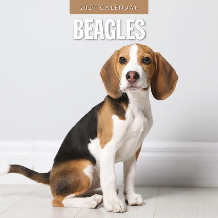Beagles 2027 square wall calendar - front cover