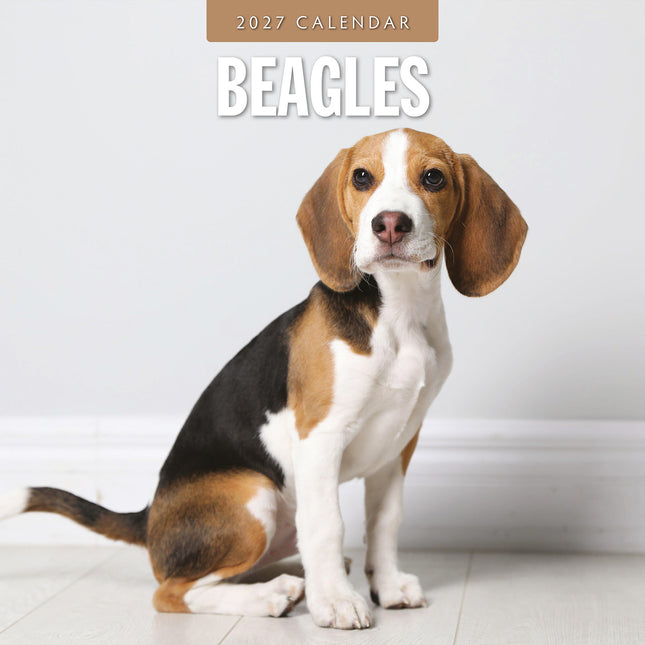 Beagles 2027 square wall calendar - front cover