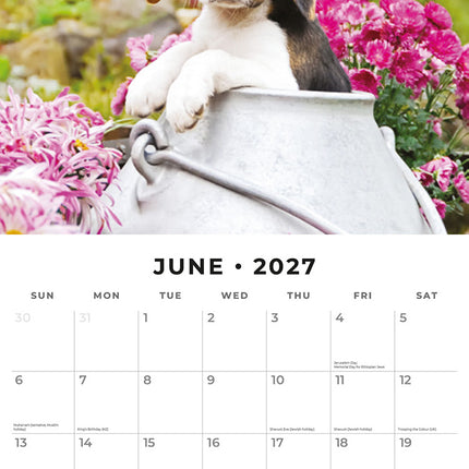 Beagles 2027 square wall calendar - monthly calendar spread