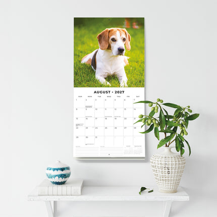 Beagles 2027 square wall calendar - wall display