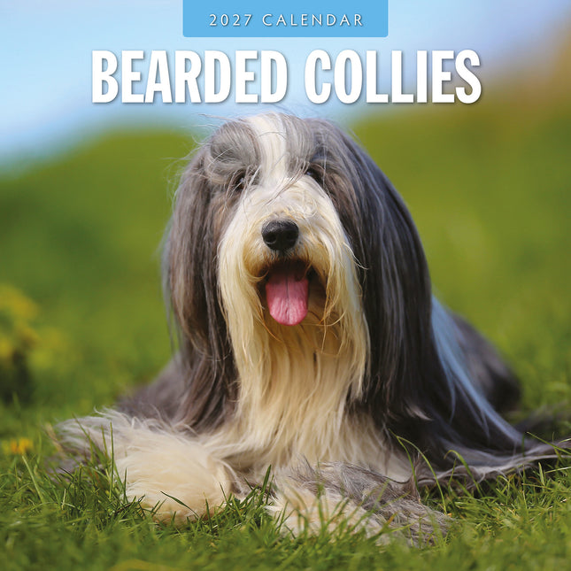 Bearded Collies 2027 square wall calendar - front cover