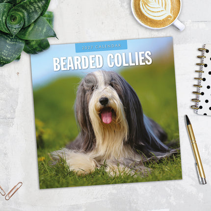 Bearded Collies 2027 square wall calendar - image detail