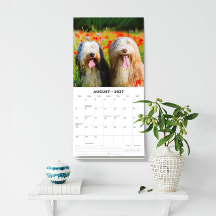 Bearded Collies 2027 square wall calendar - wall display