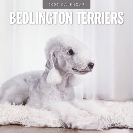 Bedlington Terriers 2027 square wall calendar - front cover