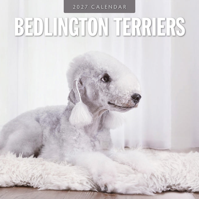 Bedlington Terriers 2027 square wall calendar - front cover