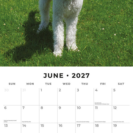 Bedlington Terriers 2027 square wall calendar - monthly calendar spread