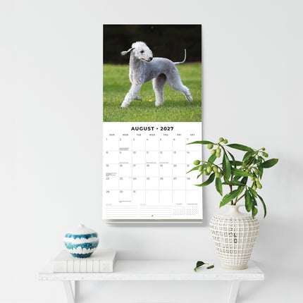 Bedlington Terriers 2027 square wall calendar - wall display
