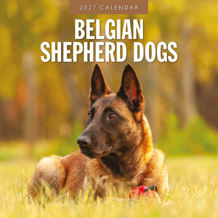 Belgian Shepherd Dogs 2027 square wall calendar - front cover