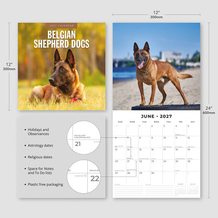 Belgian Shepherd Dogs 2027 square wall calendar - product specifications